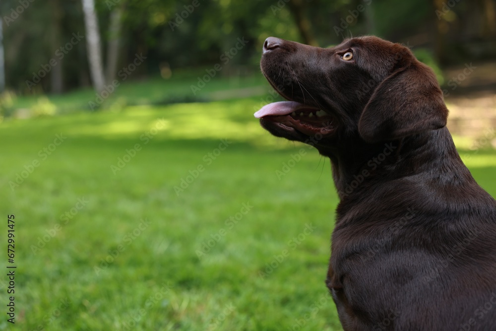 Adorable Labrador Retriever dog in park, space for text
