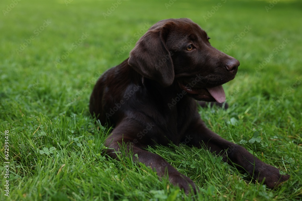 Adorable Labrador Retriever dog lying on green grass in park Adorable Labrador Retriever dog lying on green grass in park