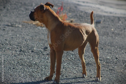 Naklejka boxer para viendo de lado aislada