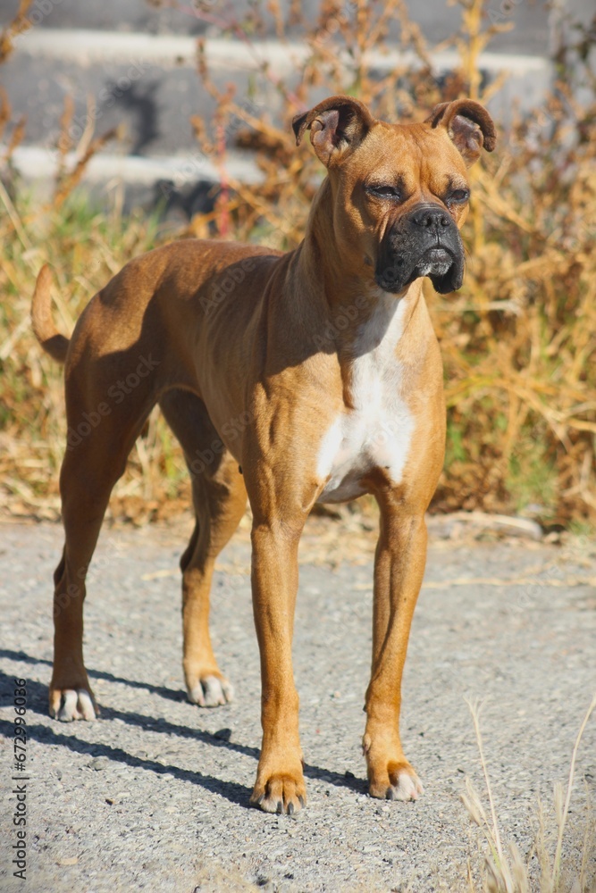 boxer para viendo de lado aislada boxer para viendo de lado aislada