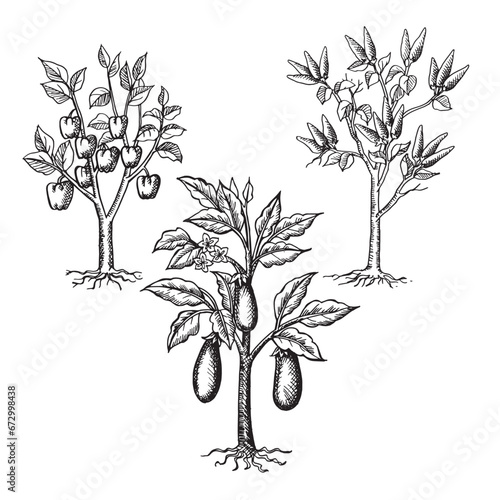 Set of vegetable plant hand drawn illustration vector
