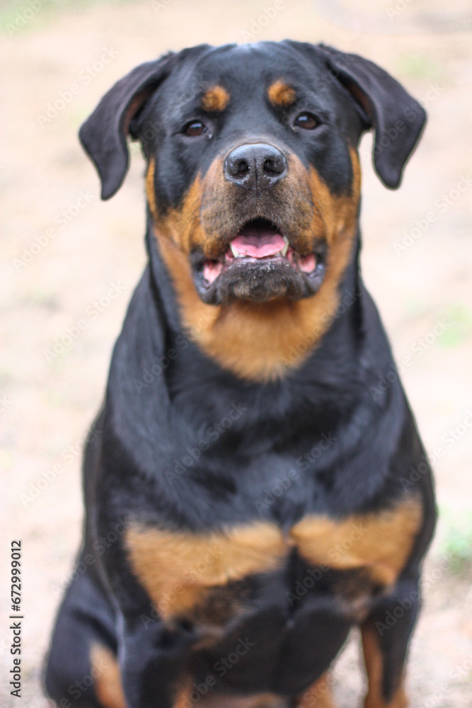 Mature adult female purebred rottweiler head shot close up 