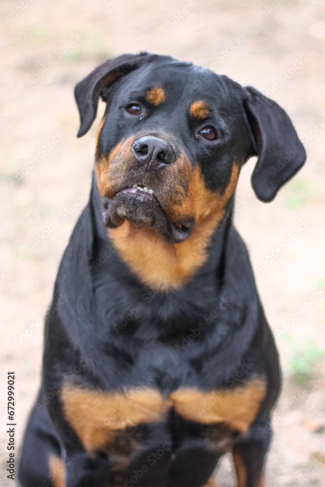 Mature adult female purebred rottweiler head shot close up Mature adult female purebred rottweiler head shot close up