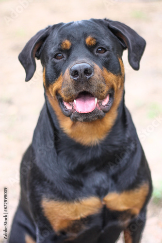 Mature adult female purebred rottweiler head shot close up 