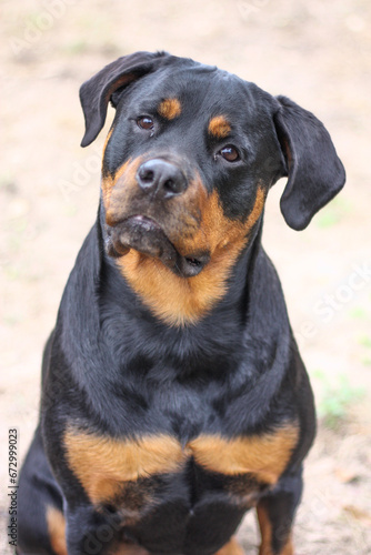 Mature adult female purebred rottweiler head shot close up 