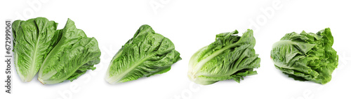 Fresh romaine lettuce heads isolated on white