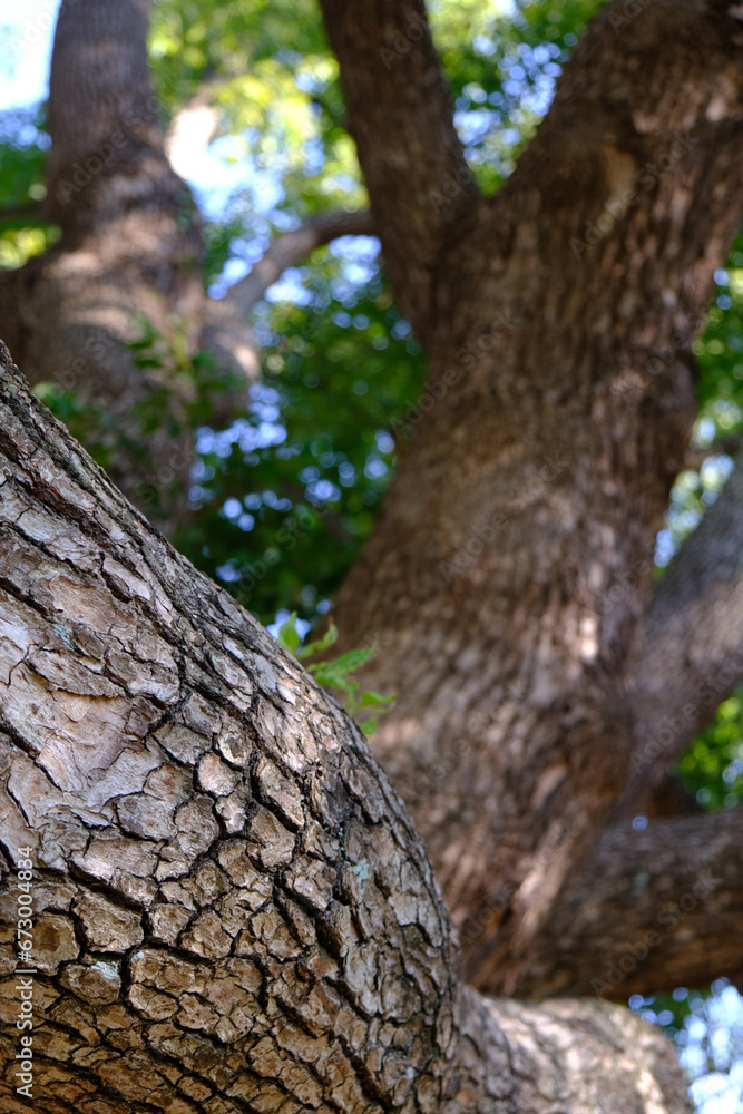 Obraz premium 木の幹