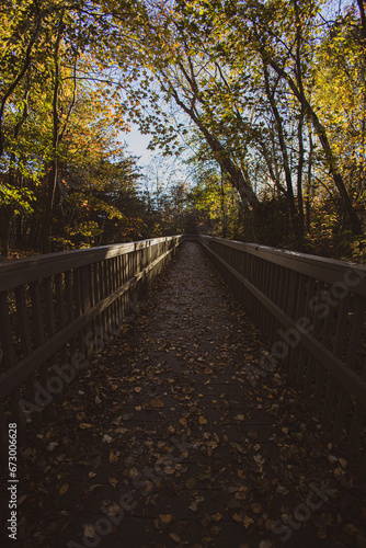 path in forest