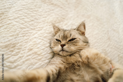 Fototapeta Naklejka Na Ścianę i Meble -  Portrait of a beautiful cat. Cute Cat Portrait. Happy Pet. Gray Scottish Straight cat sleeping.Home scene