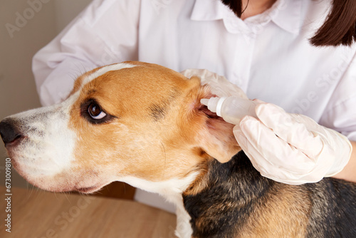 The vet instills drops into the ears of the beagle dog. Pet care, examination and treatment in a veterinary clinic. 