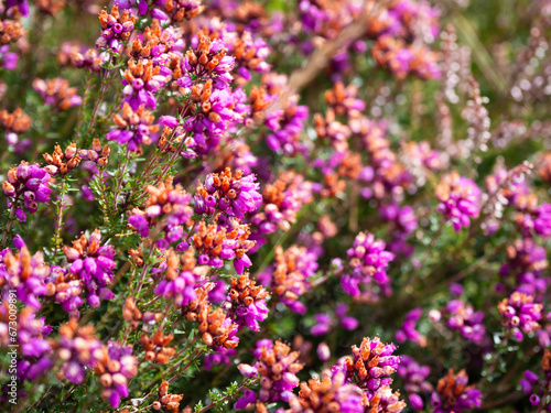 Close up of flowering heather