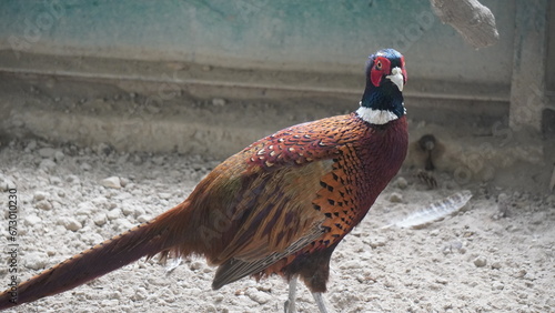 The common pheasant (Phasianus colchicus) is a bird in the pheasant family (Phasianidae photo