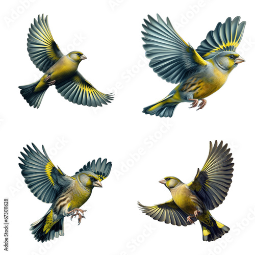 A set of male and female European greenfinches flying on a transparent background