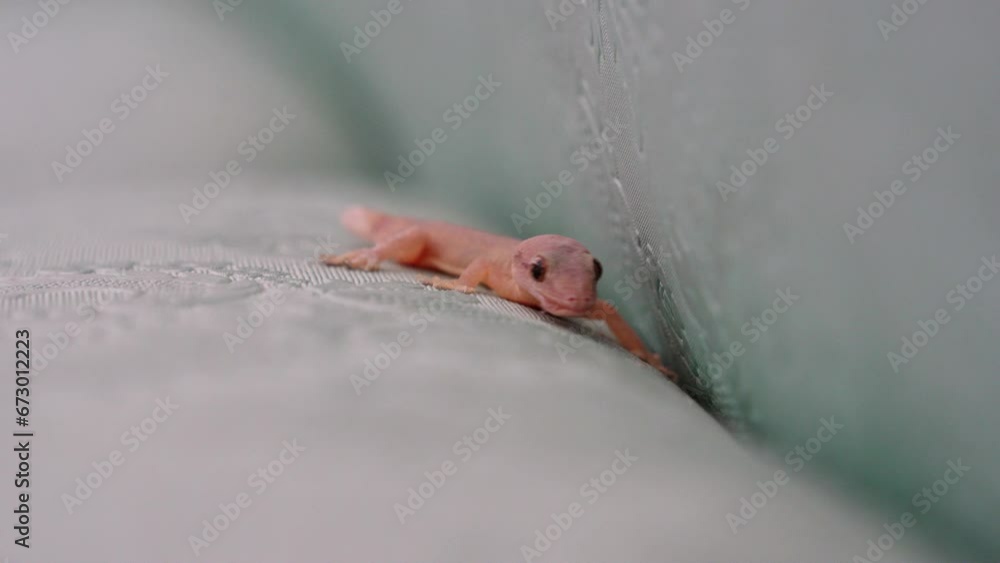 The lizard is on the sofa, its mouth hurts. The lizard is on the sofa, its mouth hurts.