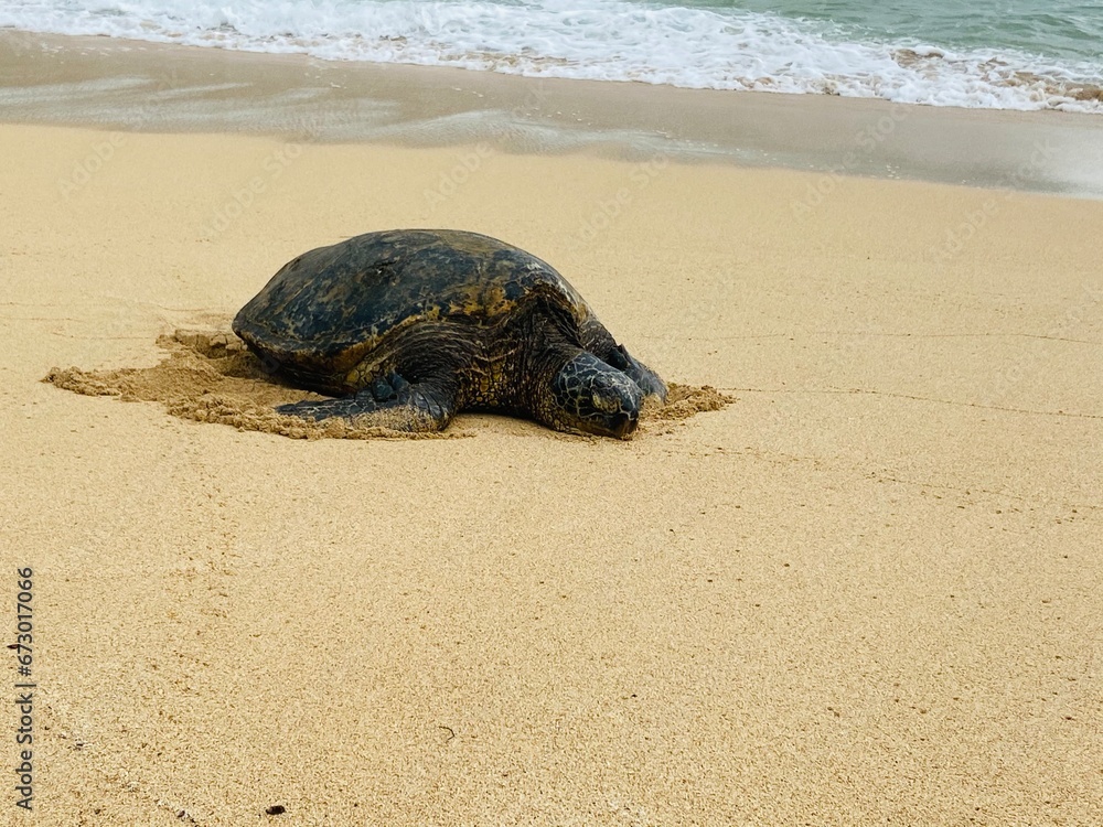 Sea turtle washed up on beach
