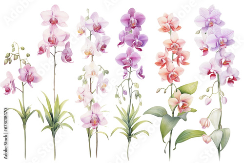 Orchid Watercolor Set photo