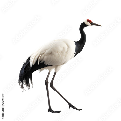 side view, beautiful red crowned crane in the posture of standing against transparent background.  © Naige