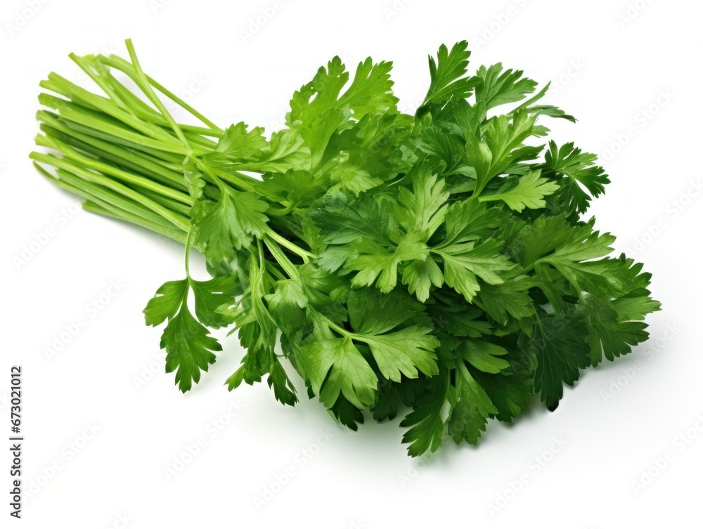 Bunch of parsley isolated on white background Bunch of parsley isolated on white background