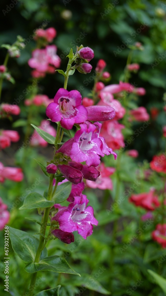 Portrait of Beautiful colourful flowers from plant Penstemon hartwegii also known as Hartwegs beardtongue. Portrait of Beautiful colourful flowers from plant Penstemon hartwegii also known as Hartwegs beardtongue.