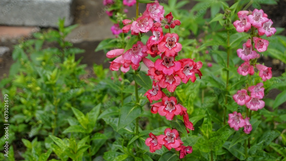 Landscape of Beautiful colourful flowers from plant Penstemon hartwegii also known as Hartwegs beardtongue. Landscape of Beautiful colourful flowers from plant Penstemon hartwegii also known as Hartwegs beardtongue.