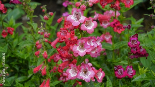 Landscape of Beautiful colourful flowers from plant Penstemon hartwegii also known as Hartwegs beardtongue.