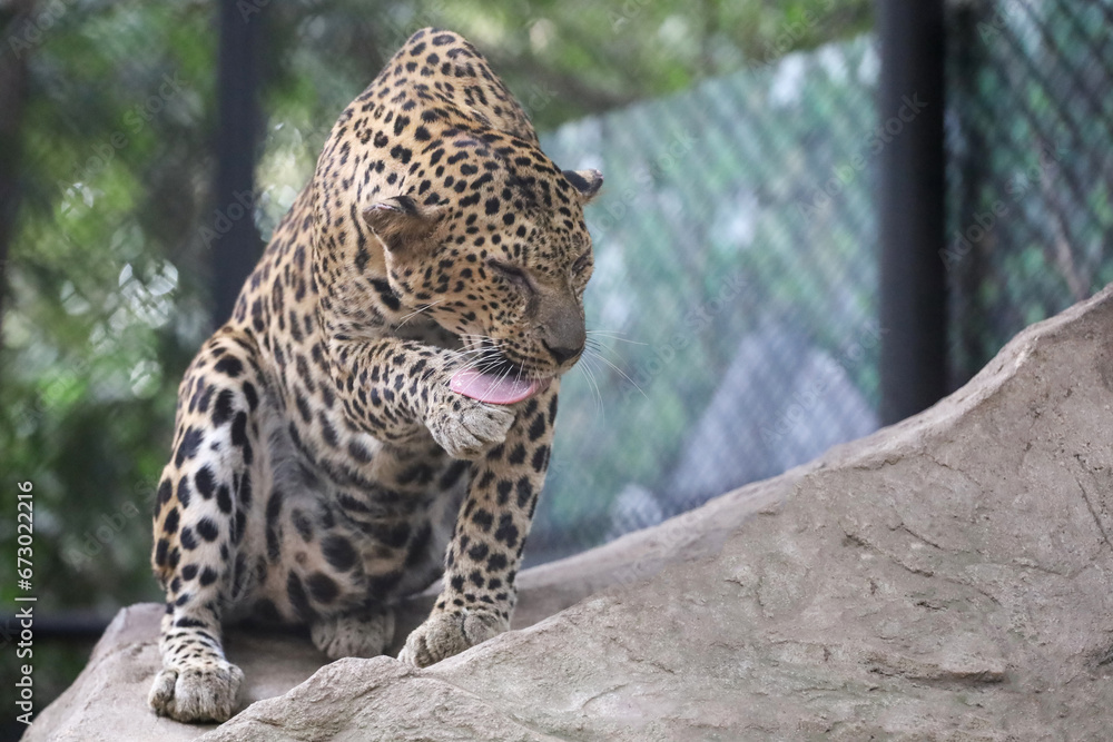 The leopard tiger is cute and speed wildanimal in zoology. The leopard tiger is cute and speed wildanimal in zoology.