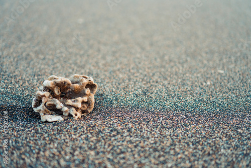 Close-up photo of small coral on beach sand. With copy space for text