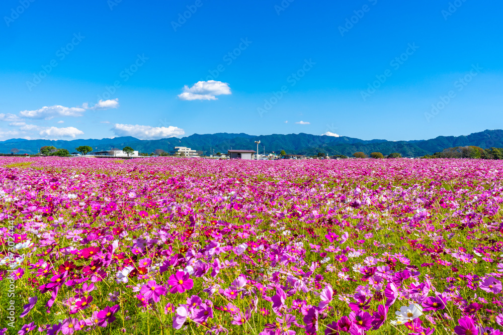 南部ふれあい広場のコスモス畑の風景（都城市）