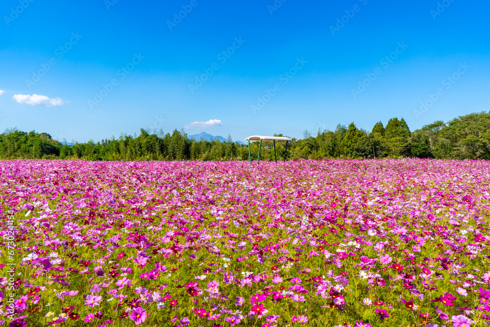 南部ふれあい広場のコスモス畑の風景（都城市）