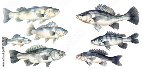 Sea bass fish watercolor illustration clipart. Generative AI.