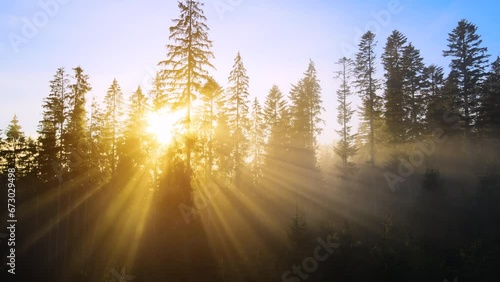 Bright sun rays shining through spruce trees in mountain woods. Amazing nature scenery photo