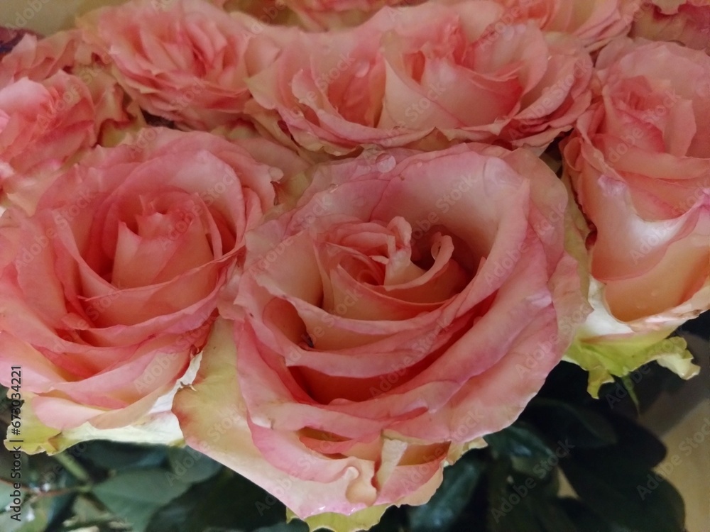pink roses background pink roses background