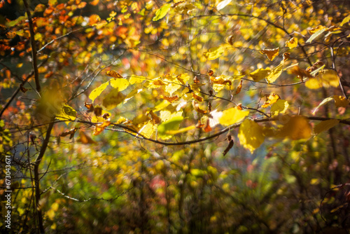 autumn leaves in a forest in upper austria