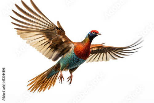 Flying pheasant on white background © Veniamin Kraskov