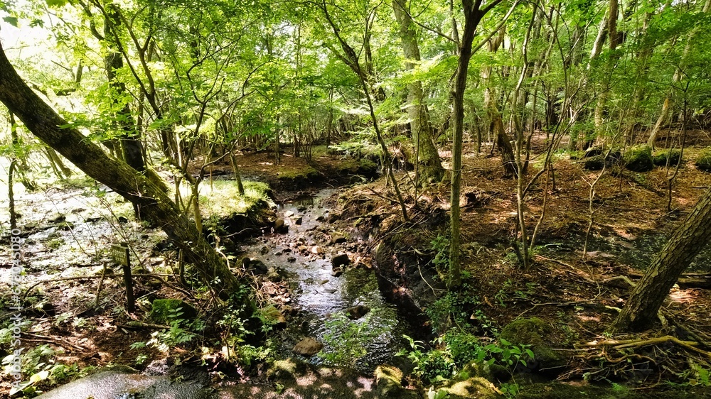 Fototapeta premium DCIM\100MEDIA\DJI_0754.JPG