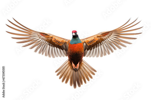 Flying pheasant on white background