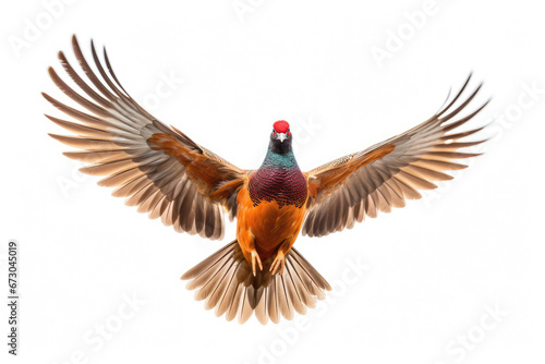 Flying pheasant on white background © Veniamin Kraskov
