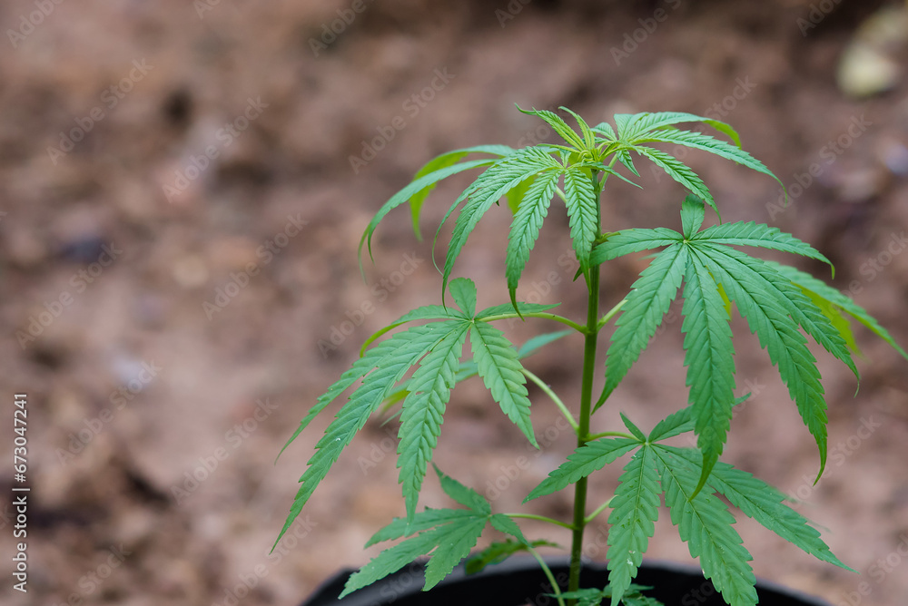blooming marijuana plants, cannabis leaves,Marijuana leaves cannabis plant tree growing on farm, Hemp leaf for extract medical healthcare nature, marijuana background. blooming marijuana plants, cannabis leaves,Marijuana leaves cannabis plant tree growing on farm, Hemp leaf for extract medical healthcare nature, marijuana background.