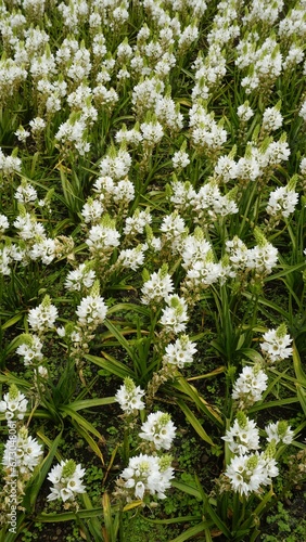 Ornithogalum thyrsoides known as chirstmas lily, Chinkerinchee, Rock lily, Wonder flower photo