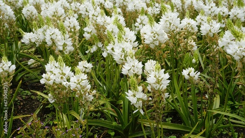 Ornithogalum thyrsoides known as chirstmas lily, Chinkerinchee, Rock lily, Wonder flower photo