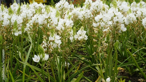 Ornithogalum thyrsoides known as chirstmas lily, Chinkerinchee, Rock lily, Wonder flower photo