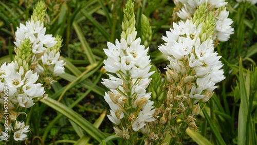 Ornithogalum thyrsoides known as chirstmas lily, Chinkerinchee, Rock lily, Wonder flower photo