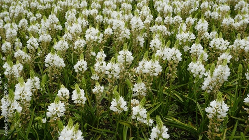 Ornithogalum thyrsoides known as chirstmas lily, Chinkerinchee, Rock lily, Wonder flower photo