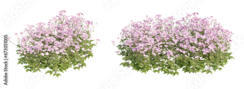 Flowering shrubs 3D rendering with transparent background, for illustration, digital composition, architecture visualization