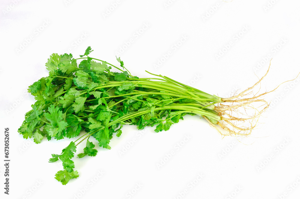 fresh cilantro isolated on white background fresh cilantro isolated on white background