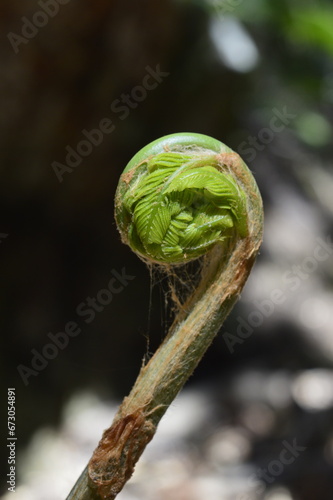 fern leaves in spring