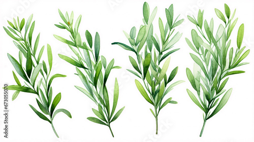 set of watercolor green leaves rosemary. Collection botanical vector isolated on white background suitable for Wedding Invitation, save the date, thank you, or greeting card, white background © JensDesign