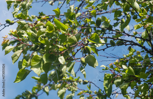 Unripe green apricots on an apricot branch