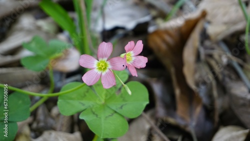 Beautiful flowers of Oxalis tetraphylla also known as Iron Cross Oxalis, Four leaf pink sorrel etc photo