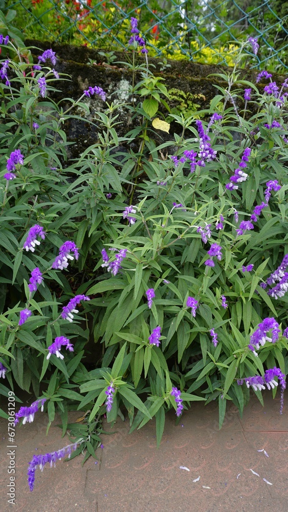 loseup of beautiful flowers of Salvia leucantha loseup of beautiful flowers of Salvia leucantha